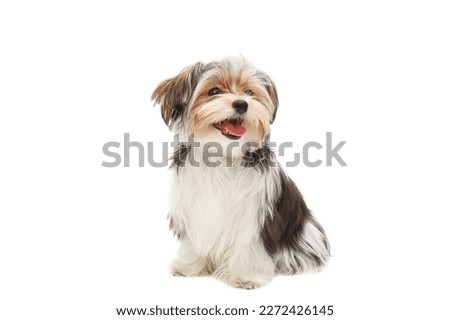 Puppy Maltese lapdog isolated on white background. Royalty-Free Stock Photo #2272426145