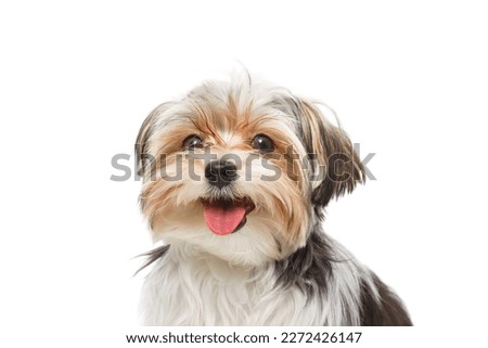 Cute maltese puppy isolated on white background Royalty-Free Stock Photo #2272426147