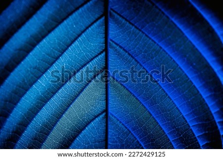 blue leaf pattern under the sun's light reflects