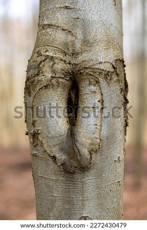A large scar on a deciduous tree trunk after a broken branch. Spring season.