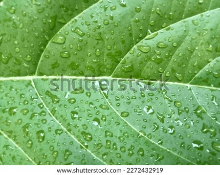 Green leaf texture with water droplets and beautiful lines.