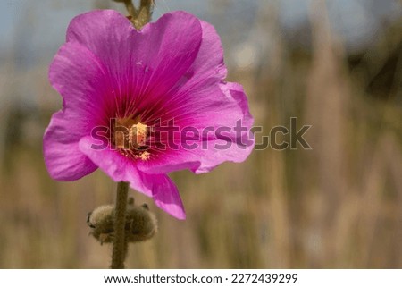 Alcea setosa, the bristly hollyhock, is an ornamental plant in the family Malvaceae.