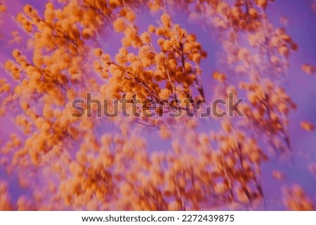 Mimosa branch. Kaleidoscope effect. Soft focus. Royalty-Free Stock Photo #2272439875