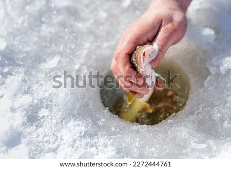 Winter fishing. Fishing for navagi with bare hands through an ice hole during ice fishing.