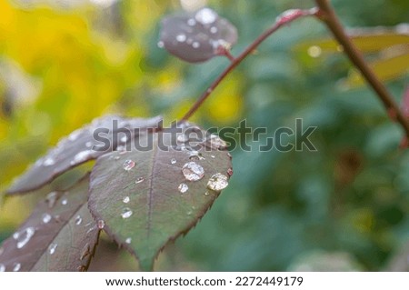 macro green leaf rain drop, close up