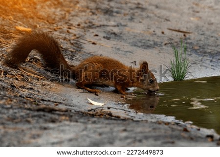 A Squirrel Drinking Water. Squirrels are members of the family Sciuridae, a family that includes small or medium-size rodents.