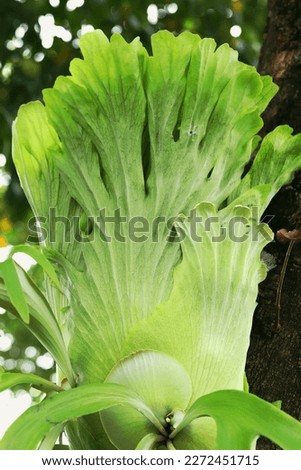Close up image top of Staghorn ferns leaves 