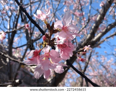 The view of beautiful cherry blossom by close up at the park in Linkou  in New Taipei City in Taiwan