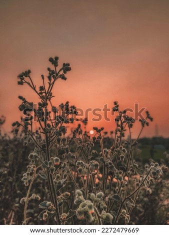 The sunset with some attractive flowers. I captured it, and something edit the photo gently. 