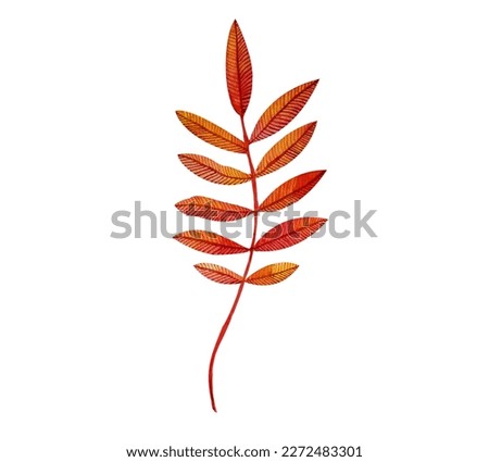 red decorative rowan leaf watercolour illustration. Hand drawn water color painting on white background, isolated clip art detail.