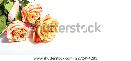 Bouquet of fresh delicate roses isolated on white background. Romantic gift concept, gentle flowers. Mothers, Valentines, or Woman's Day. Mockup, template, greeting card, flat lay, banner format