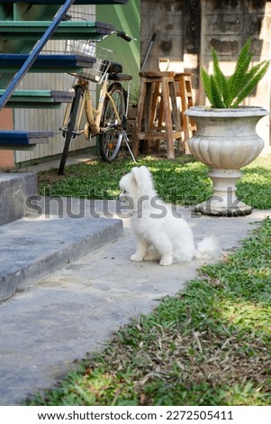 White fluffy fur small dog, stock photo