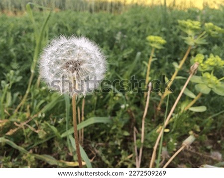 the picture of beautiful dandelion flower