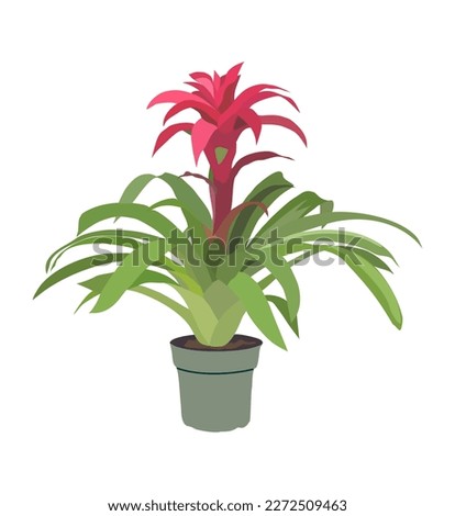 House plant Bromeliad Guzmania vector art drawing. Royalty-Free Stock Photo #2272509463