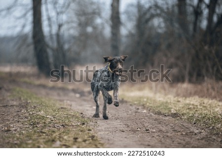 Portrait of a beautiful running German Wirehaired Pointer Royalty-Free Stock Photo #2272510243