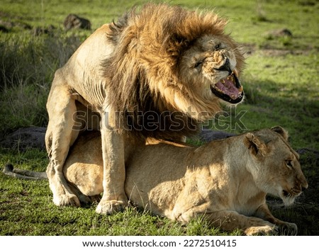 Lions mating deep in the jungle  Royalty-Free Stock Photo #2272510415
