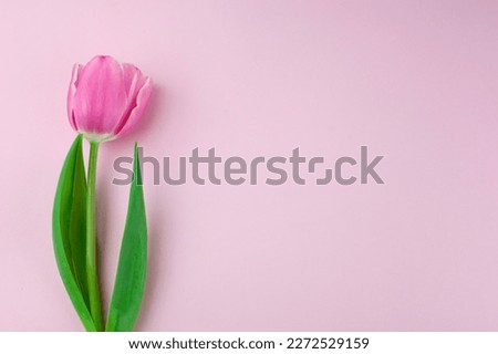 Pink single tulip flower, side view. Beautiful rose on a stem with leaves isolated on a pink background. Natural object for design for women's day, mother's day, anniversary. Place for text