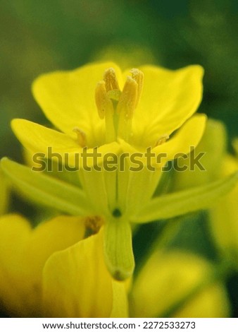 Yellow Flower wallpaper Mobile Photography wallpaper wallpaper for mobile home scene DSLR wallpaper picture 
