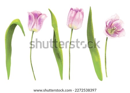 Isolated clip art of tulip flowers and green leaves. Tulip and leaves hand drawn illustrations on white backgrounds. Floral illustration elements set. Wedding invitations, greetings.