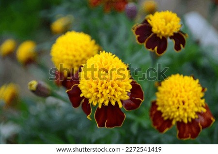 Natural flower background, yellow and orange daisies blooming in spring,