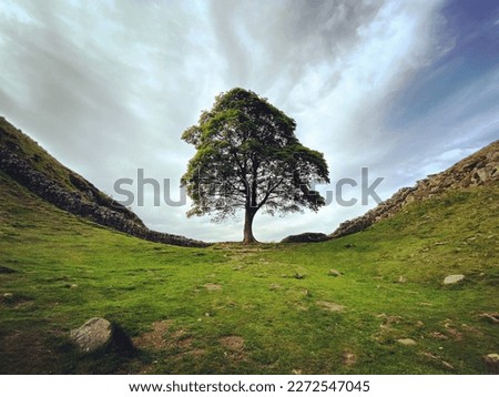 The Sycamore Gap Tree standing next to the Hadrian's Wall Royalty-Free Stock Photo #2272547045