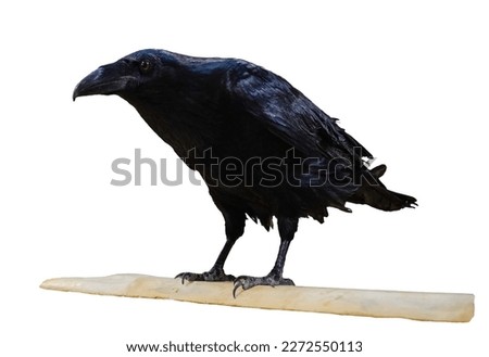 Black crow isolated on white background. This has clipping path