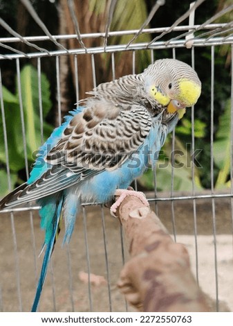 Beautiful Picture of Blue Budgie