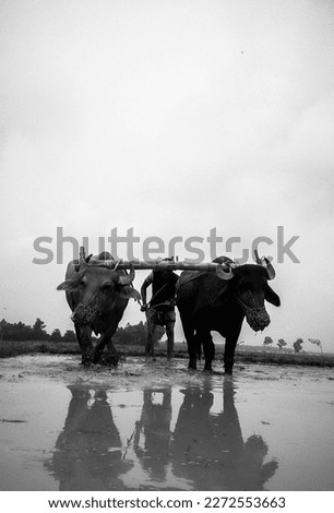 Cultivation of village land. The picture was taken from a village field. Here a farmer is plowing the land with buffalo. That is captured in the film.