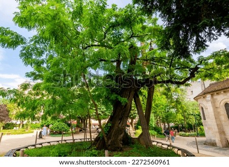 Oldest tree in Paris – Robinia tree on Rene Viviani square, France