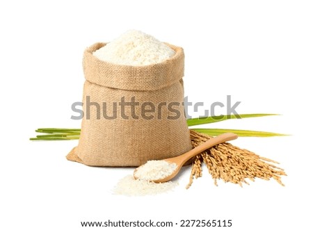  Jasmine rice in burlap sack bag with paddy rice isolated on white background. Royalty-Free Stock Photo #2272565115