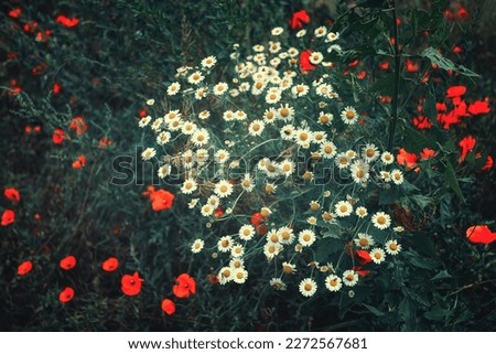 Wild flowers, daisies and poppies, on the field. blurred background