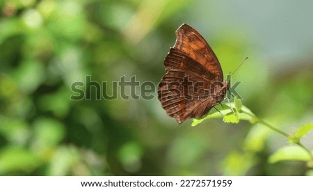 Junonia hedonia, the brown pansy, chocolate pansy, brown soldier or chocolate argus butterfly.