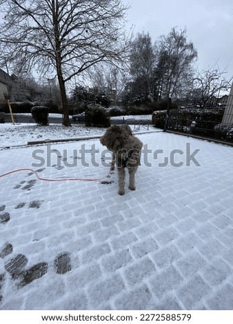 Dog on a snowy road