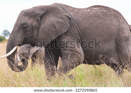 Big African bush elephant (Loxodonta africana) grazing in the savannah in Tarangire National Park, Tanzania. Royalty-Free Stock Photo #2272590865