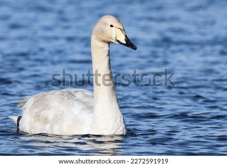 Juvenile Whooper Swan, Cygnus cygnus Royalty-Free Stock Photo #2272591919