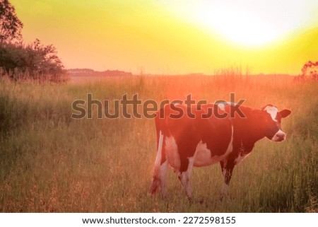 Single cow at sunset sunrays, Rio Grande do Sul pampa landscape, Southern Brazil