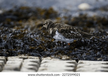 Turnstone on the bank searching for food