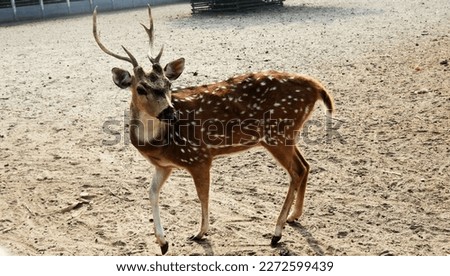 A Deer picture captured from Sundarban, Bangladesh