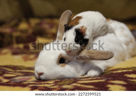 rabbit and guinea pig together