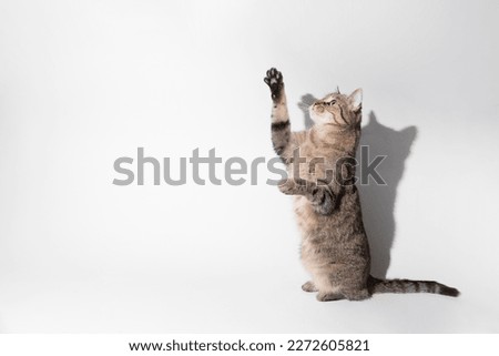 Cat lit in studio with a white background raises its paw.