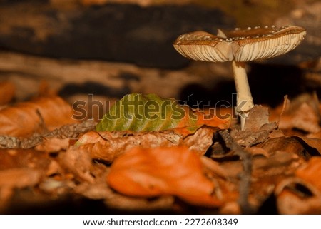 Mushrooms in the woods Elshout in The Netherlands