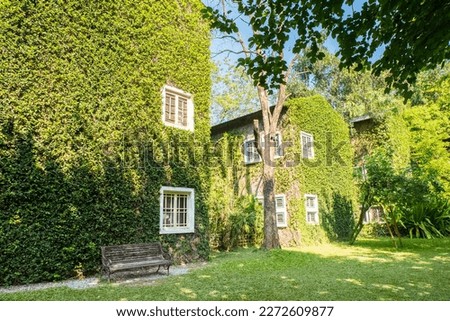 House building covered with green ivy and white window.