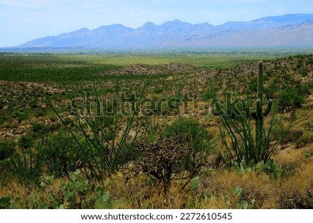 Newest national park in USA saguaro national park,Tucson Arizona
