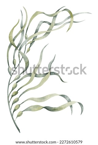 Watercolor illustration of underwater green Seaweed. Drawing of undersea Algae. Colorful drawing of sea laminaria for clipart. Sketch of marine flora for cosmetic or food production label.