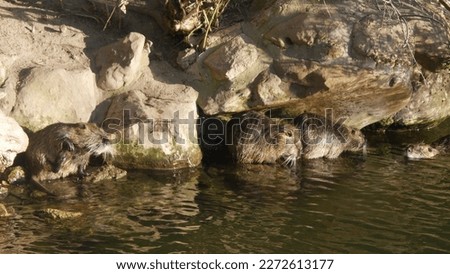 Nutria near a lake, on rocks, in the company of ducks, taking their bath or drinking water, particular and curious animal animation, animal and natural beauty