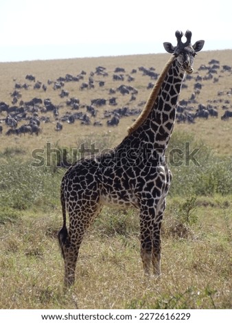 A giraffe in Masai Mara, Kenya in July with wildebeests in the background.