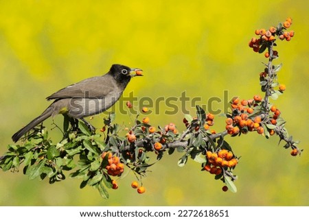 Cute little bird. Nature background. A closeup shot of a bird sitting on a tree branch