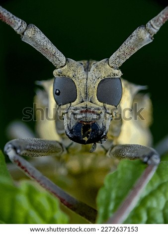 Ant Picture, 4k animal photo , 