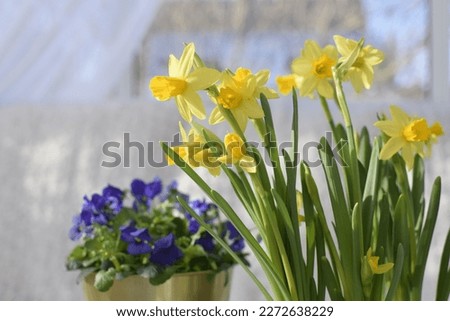 Yellow daffodils and blue pansies.  Spring flowers.  Free space for text.