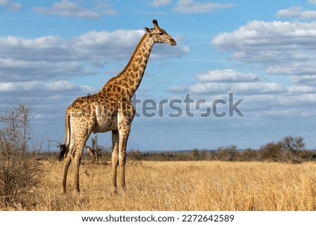 South African Giraffe (Giraffa giraffa giraffa) or Cape giraffe walking on the savanna with a blue sky with clouds in Kruger National Park in South Africa Royalty-Free Stock Photo #2272642589